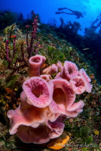 Pink Sponge at Giannutri Island by Marco Gargiulo 